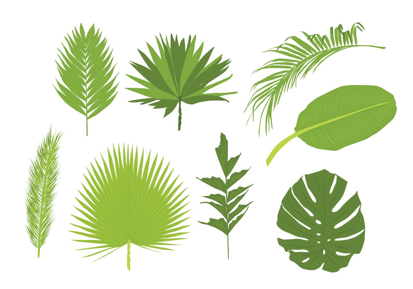 Palm Leaves Free Vector Graphics