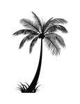 Palm Tree Silhouette Vector