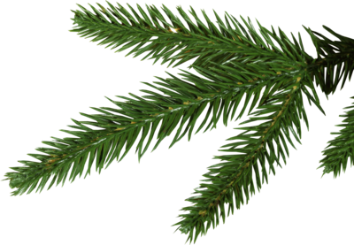 Pine Tree Branches PNG