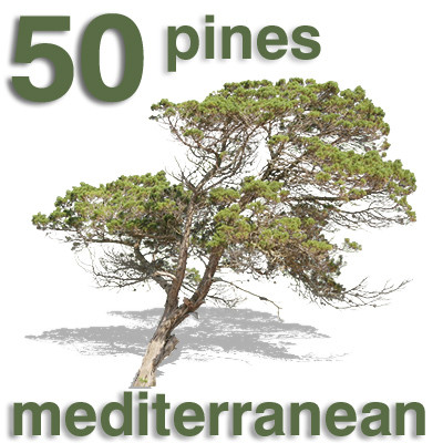 Pine Tree Cut Out Pine Tree Cut Out