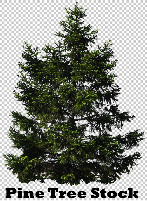 Pine Tree Photoshop