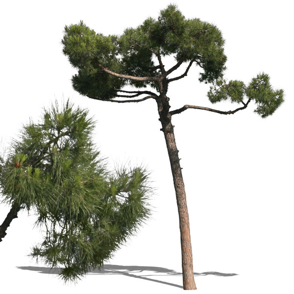 Pine Tree Texture