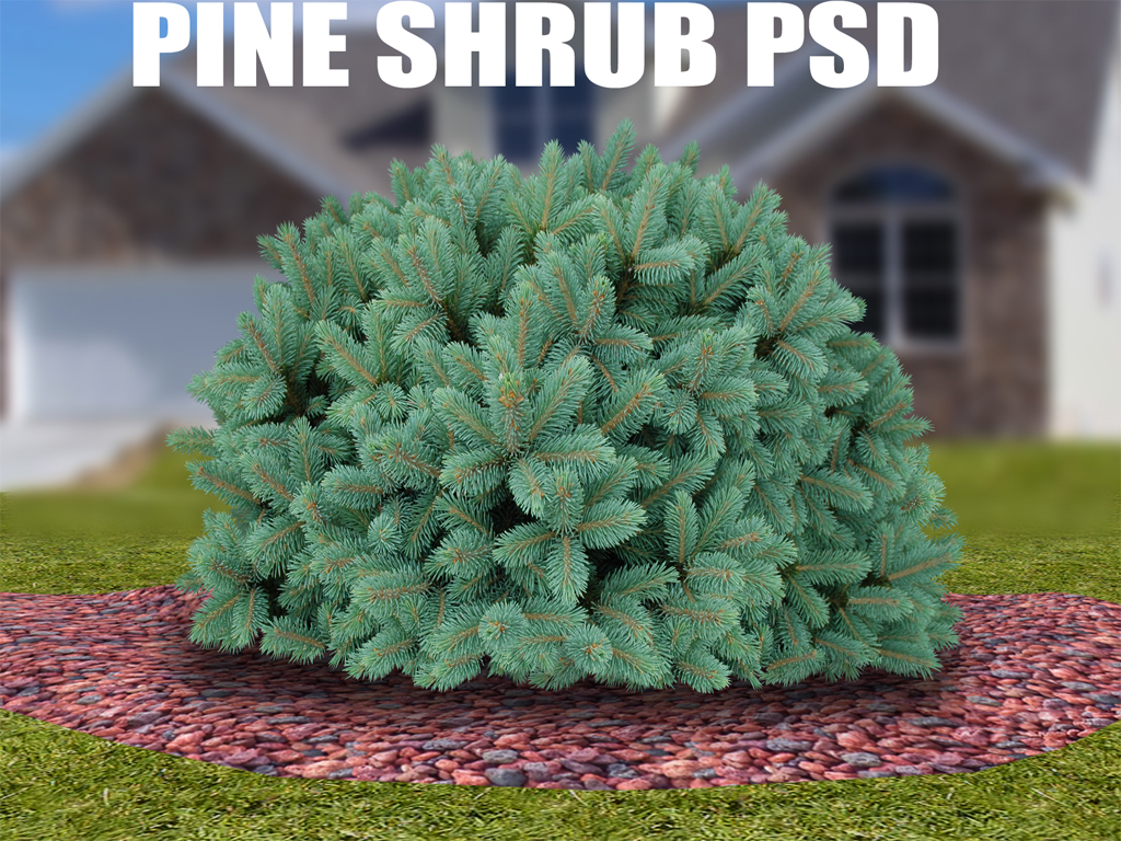 Pine Trees and Shrubs