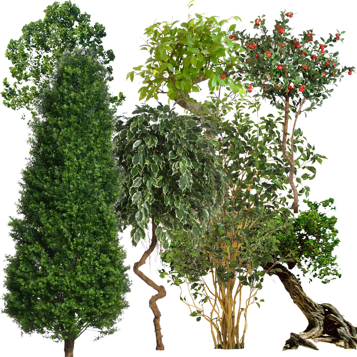 PSD Tree Free Download PSD Tree Free Download