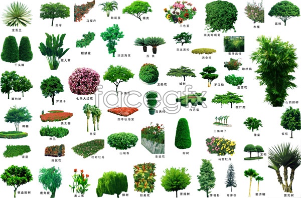 Small Pine Trees Landscaping Small Pine Trees Landscaping