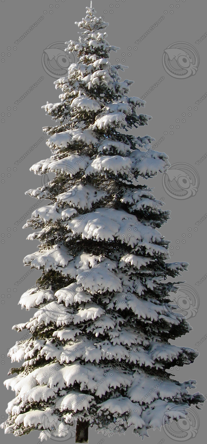 Snow Pine Tree Texture