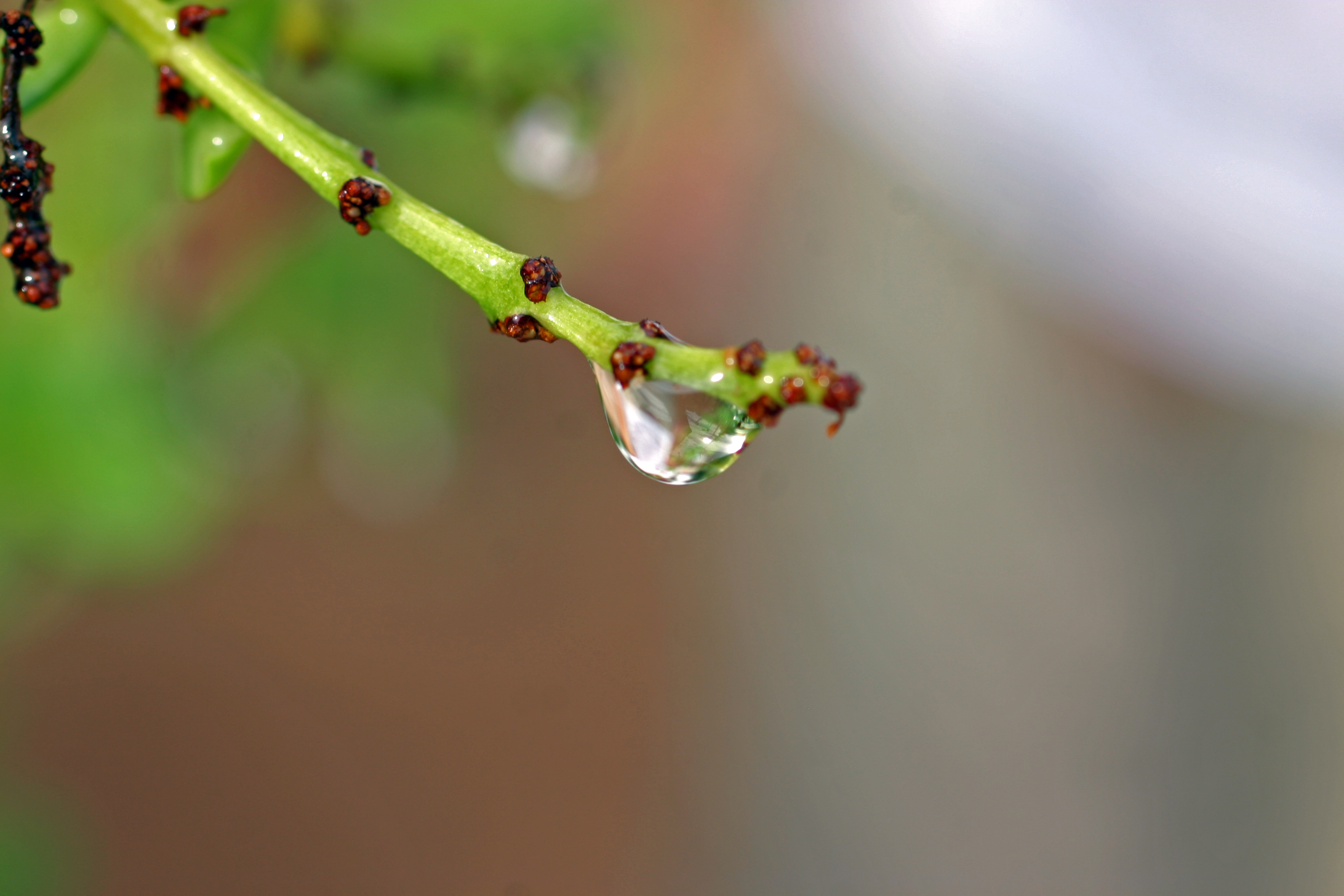 Water Droplets On Plants
