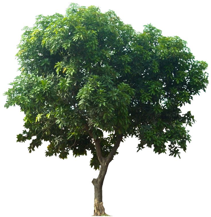 Architectural Rendering Trees Architectural Rendering Trees