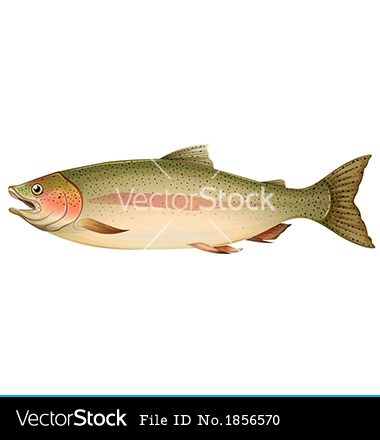 Brown Trout Vector Art