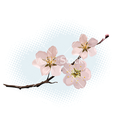 Cherry Blossom Vector Art Free