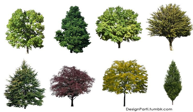 Cut Out Trees Photoshop Cut Out Trees Photoshop