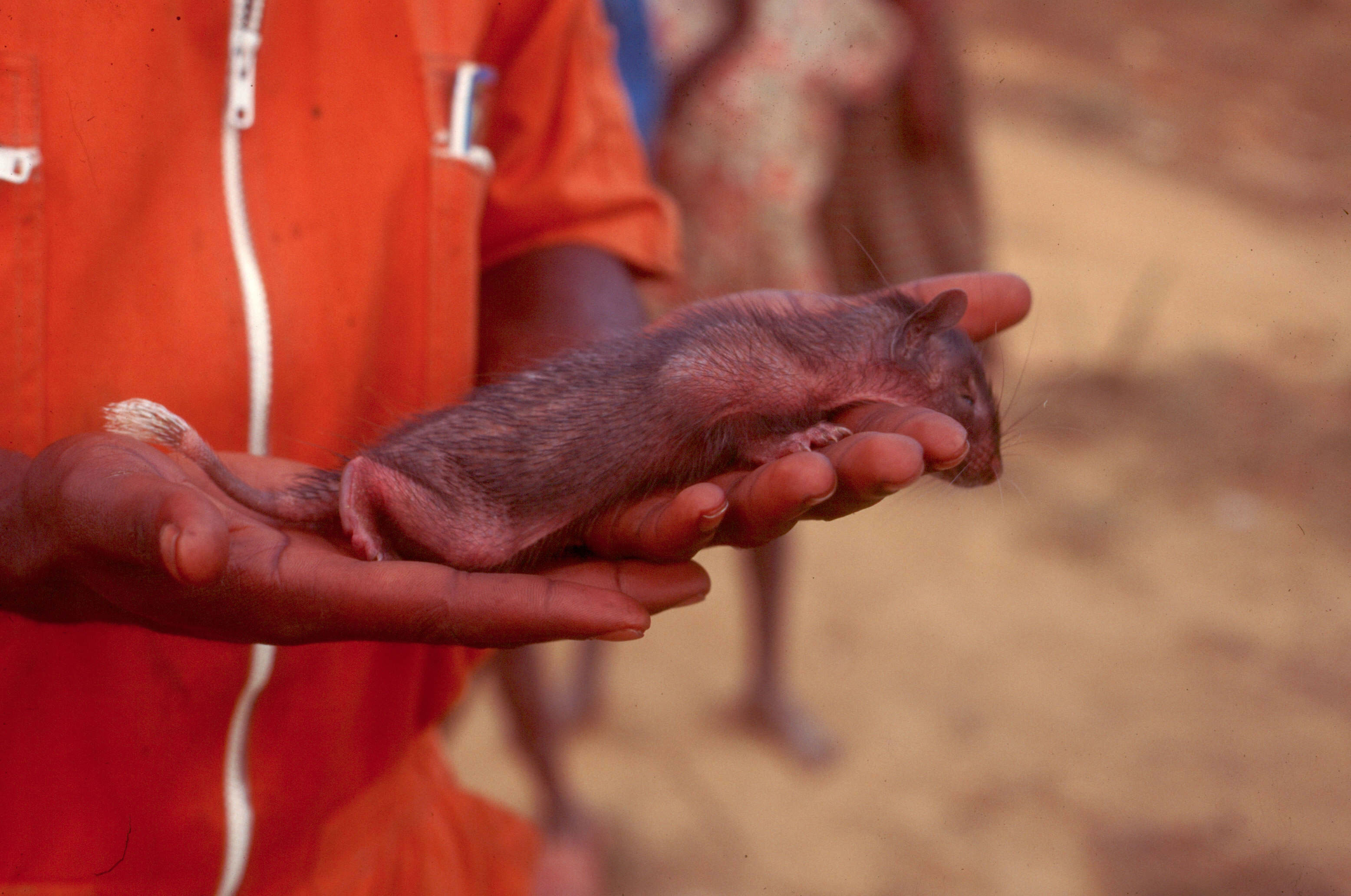 Ebola Hemorrhagic Fever Victims