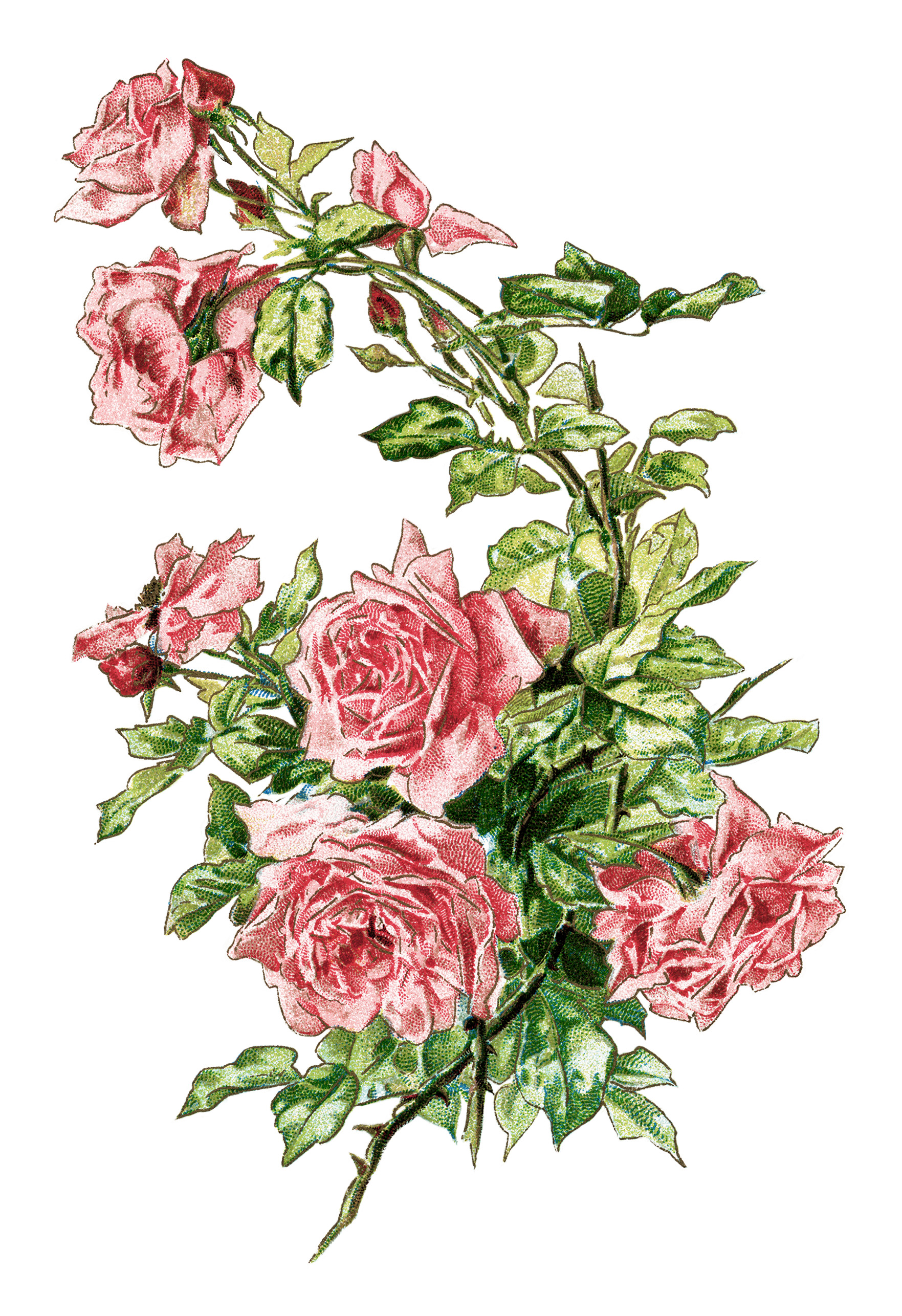 Free Clip Art Pink Roses Flowers