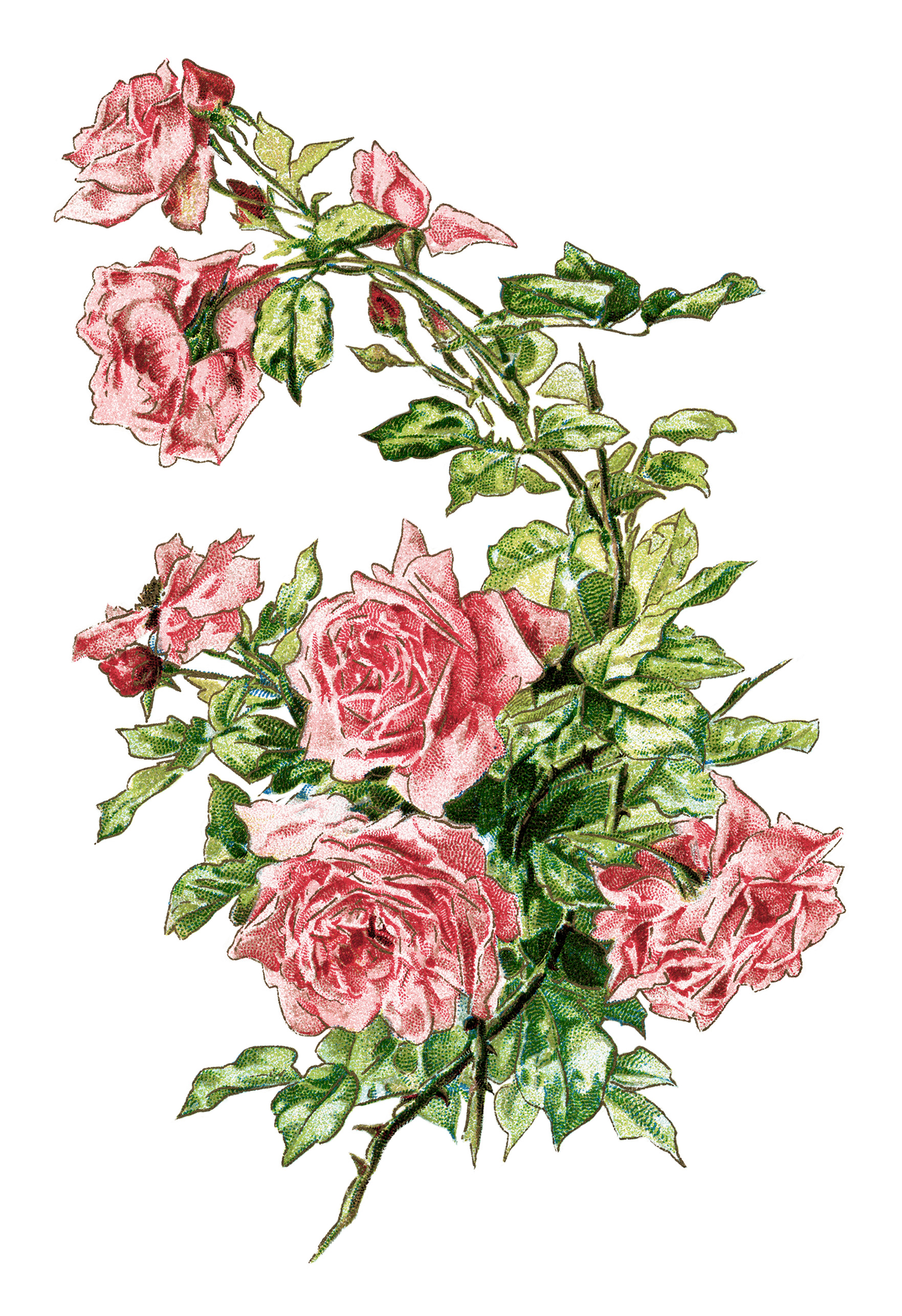 Free Clip Art Pink Roses Flowers Free Clip Art Pink Roses Flowers