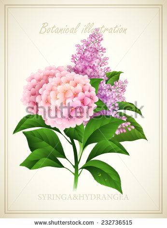 Hydrangea Botanical Illustration