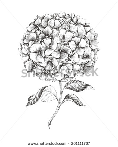 Hydrangea Illustration