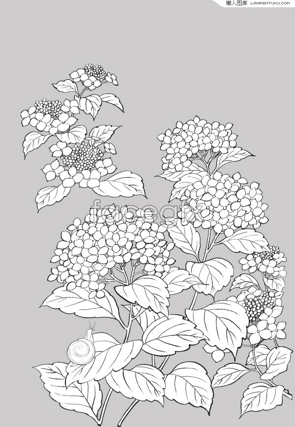 Hydrangea Line Drawing