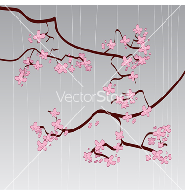 Japanese Cherry Blossom Vector