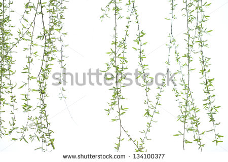 Long Weeping Willow Branches