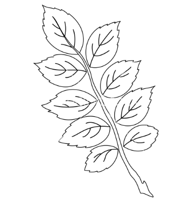 Rose Outline with Leaves Vector