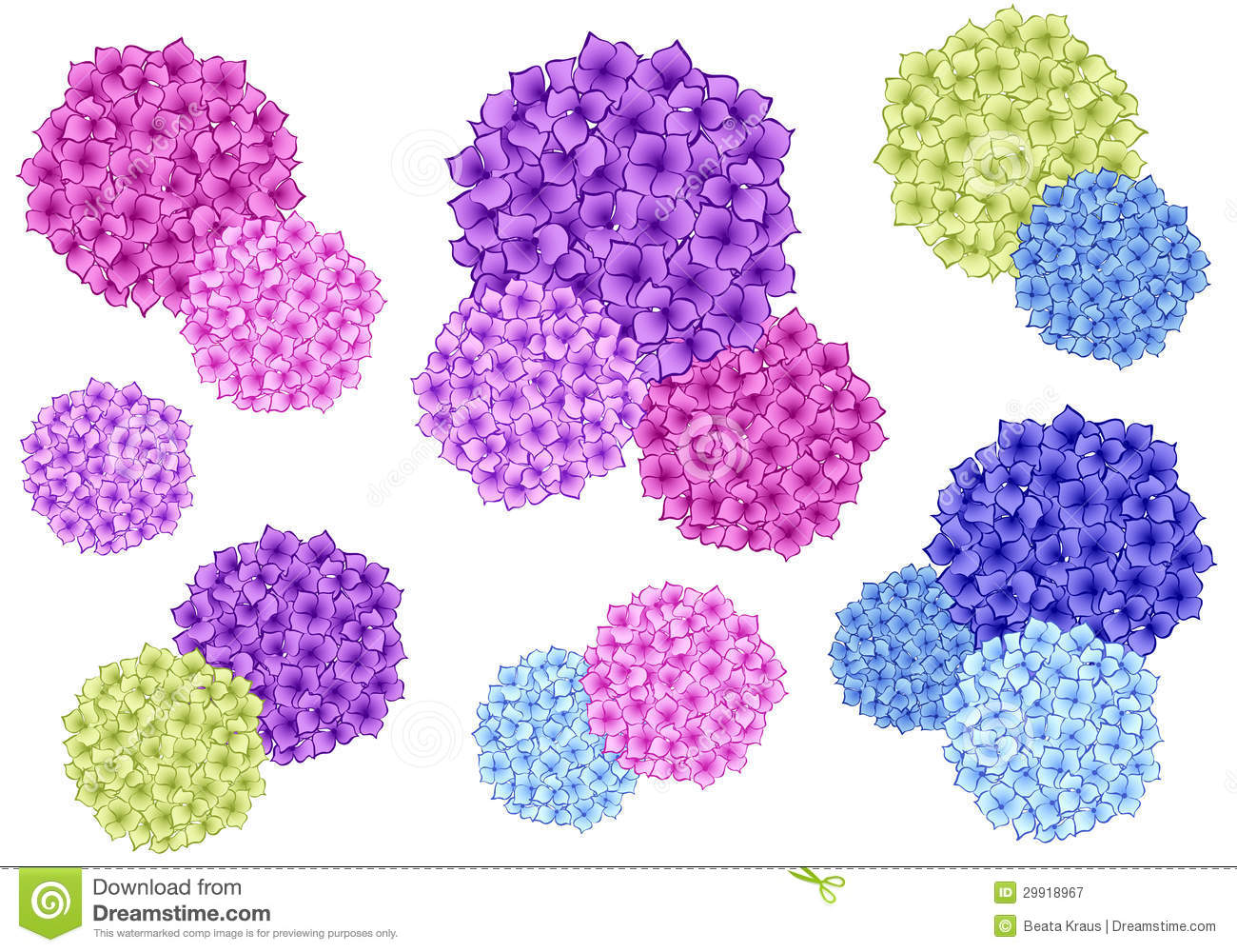 Vector Hydrangea Flower