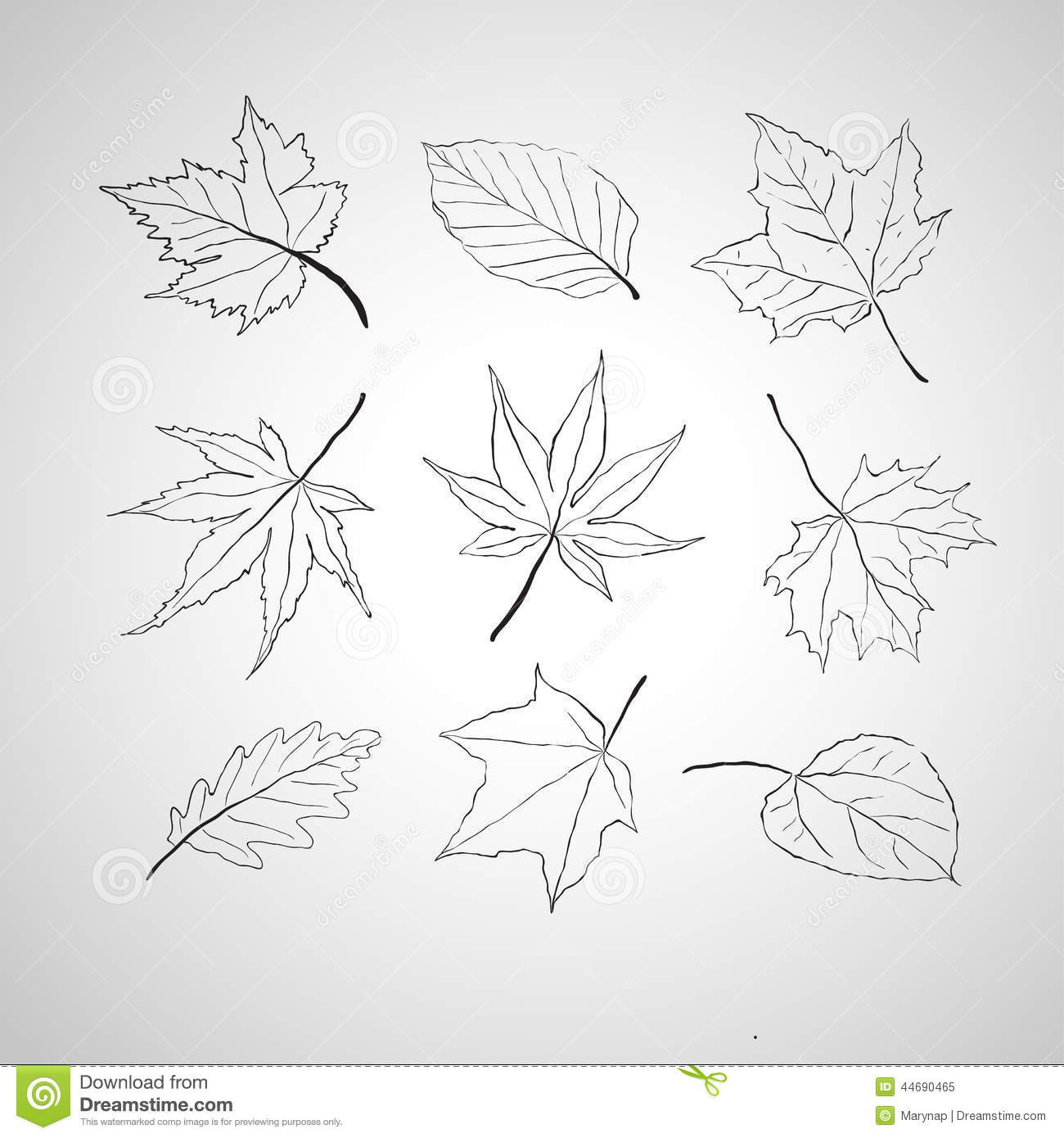 Vector Leaf Outline