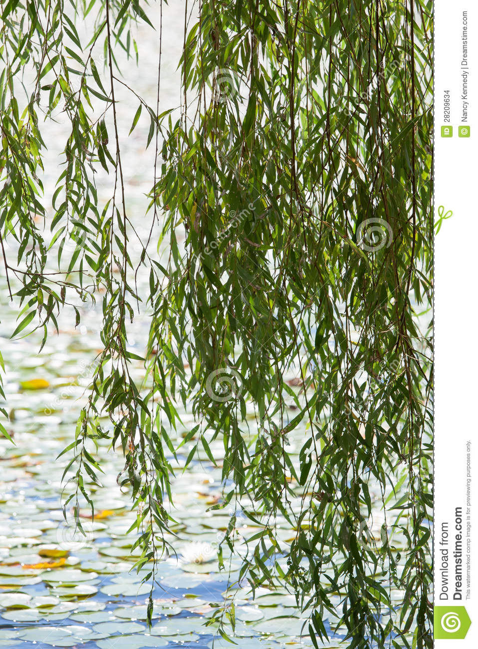 Weeping Willow Branch