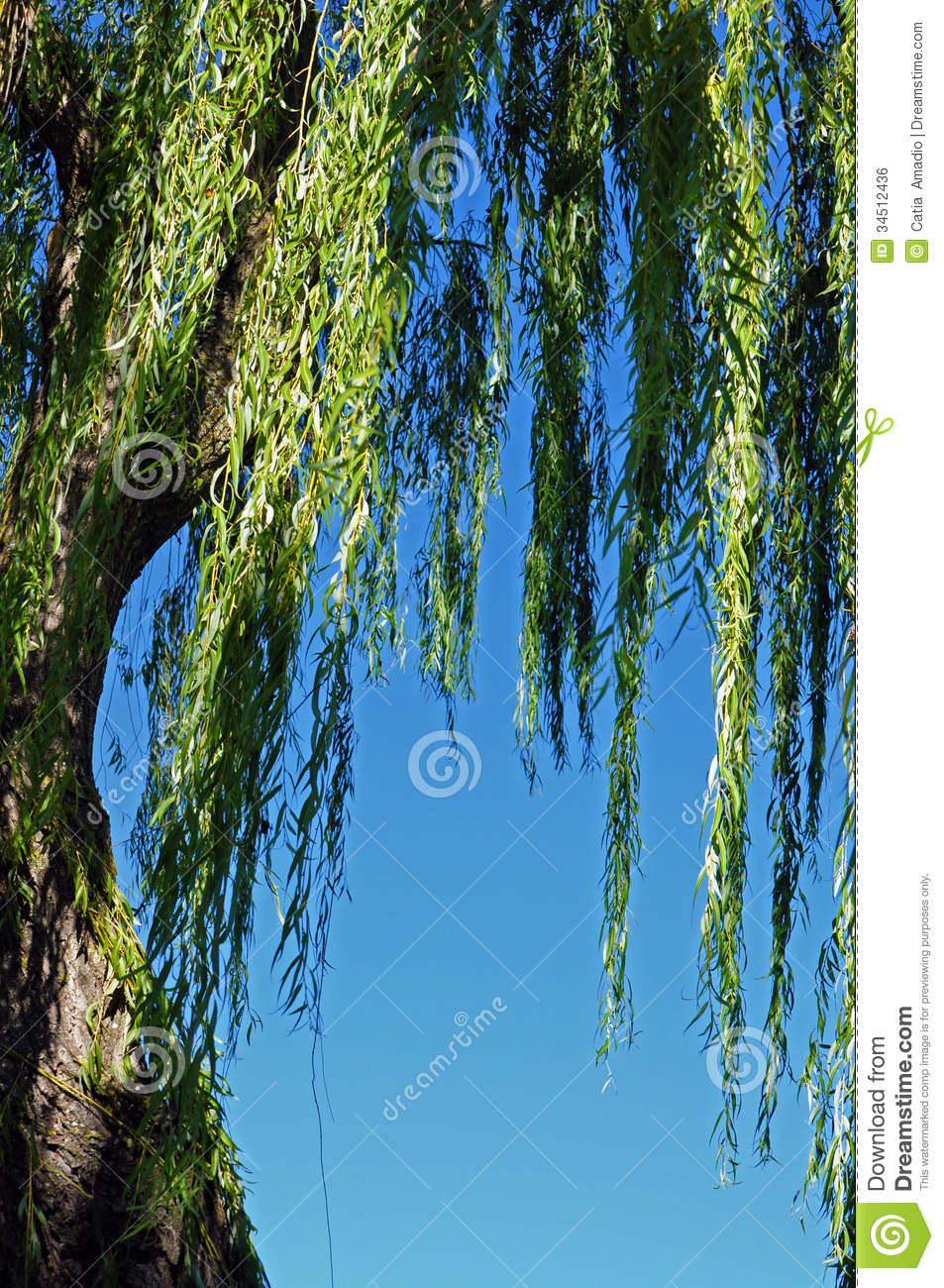 Weeping Willow Branch