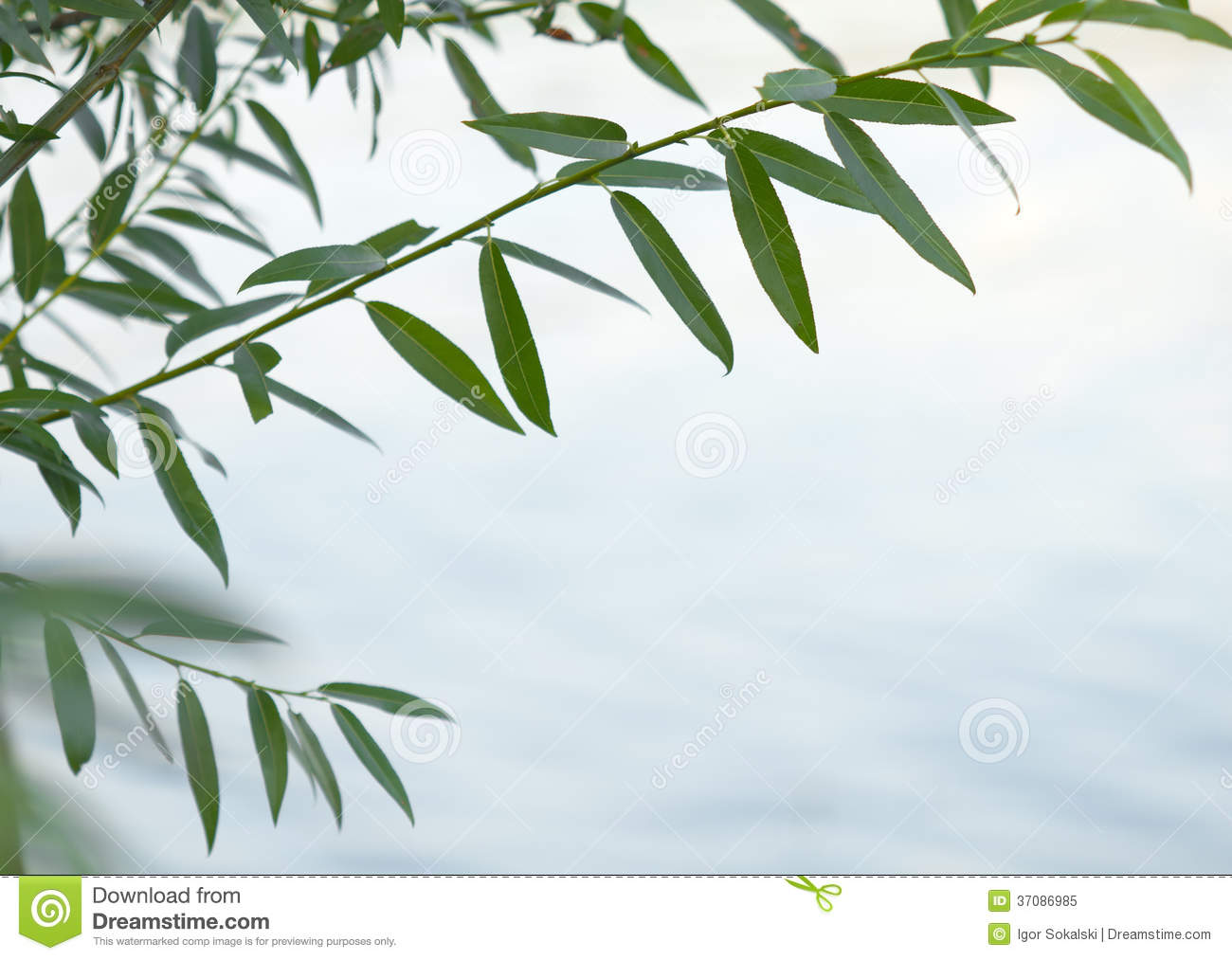 Weeping Willow Branch Weeping Willow Branch