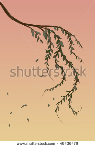 Weeping Willow Tree Branch
