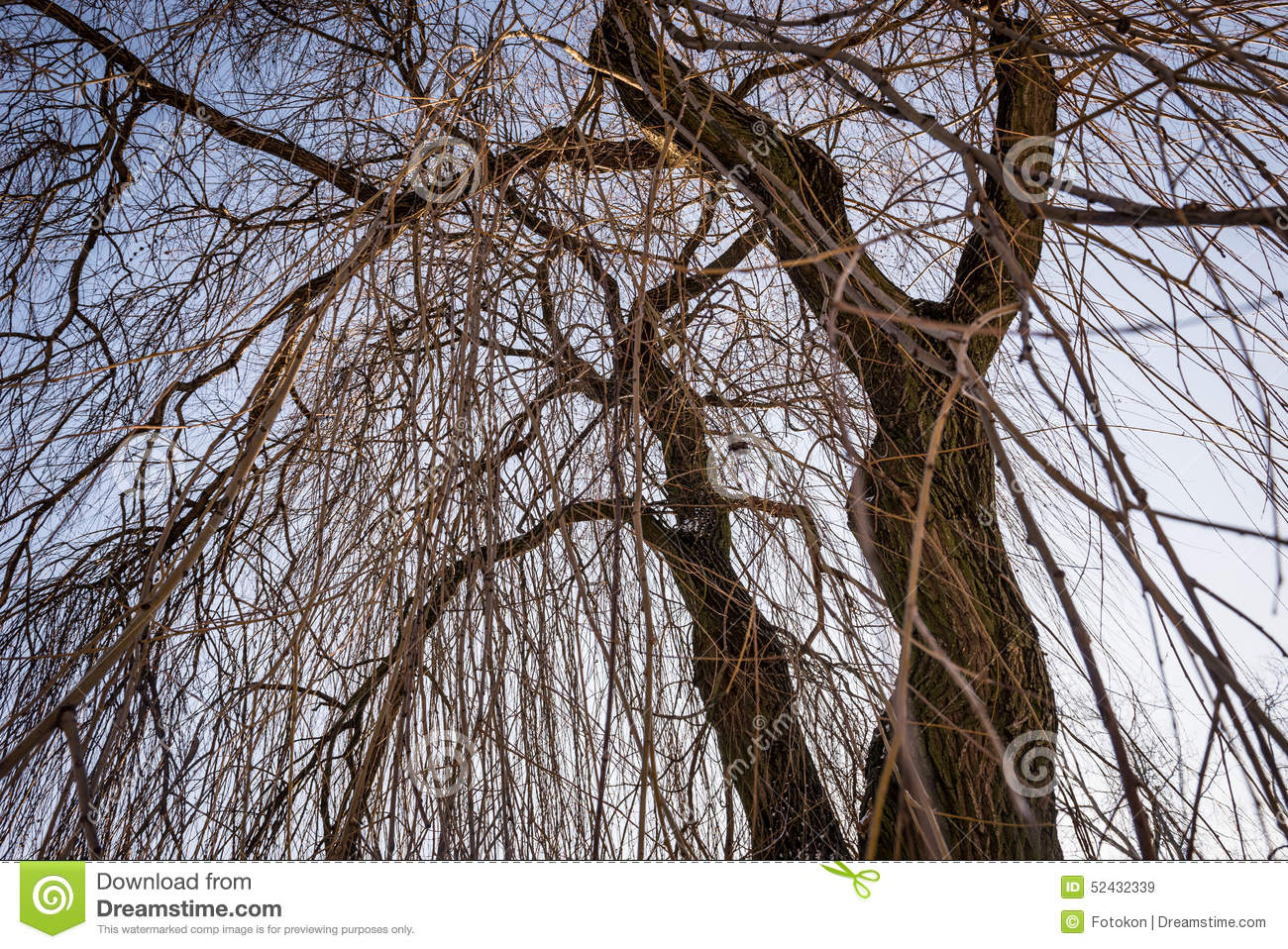 Weeping Willow Tree Branches