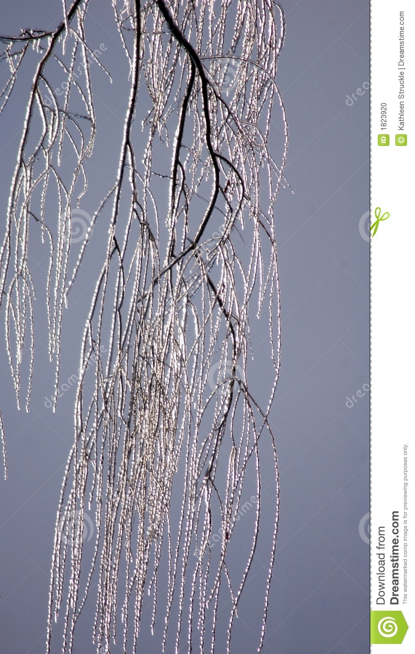 Weeping Willow Tree Branches