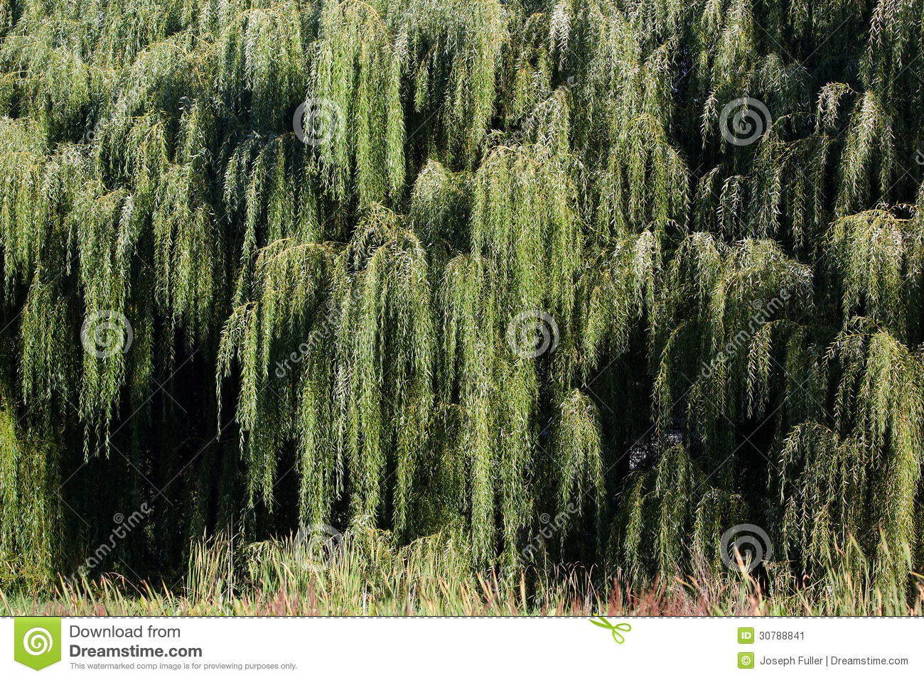 Weeping Willow Tree Branches