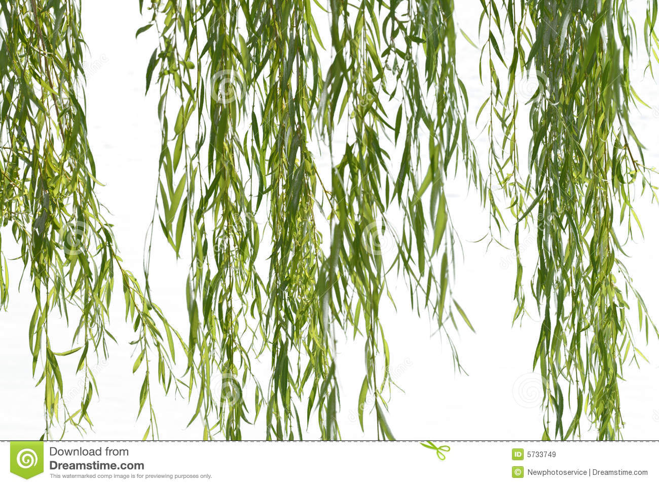 17 Weeping Willow Branches Vector Images