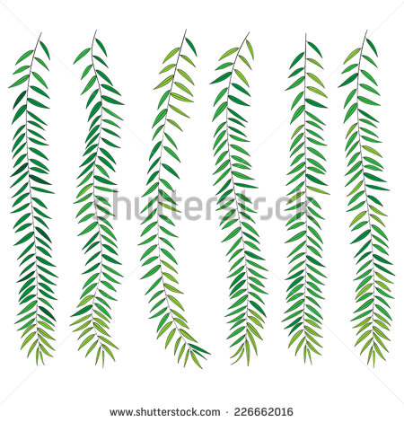 Willow Branch Leaf Vector