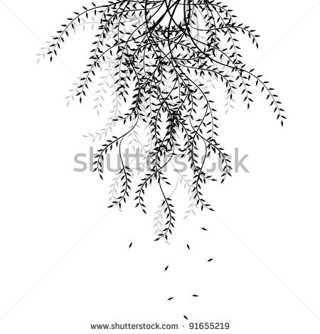 Willow Tree Branch Vector