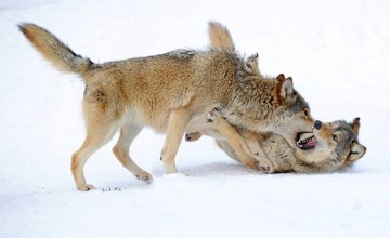 Alaskan Timber Wolf Fighting