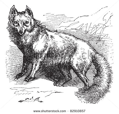 Arctic Fox Vector Arctic Fox Vector
