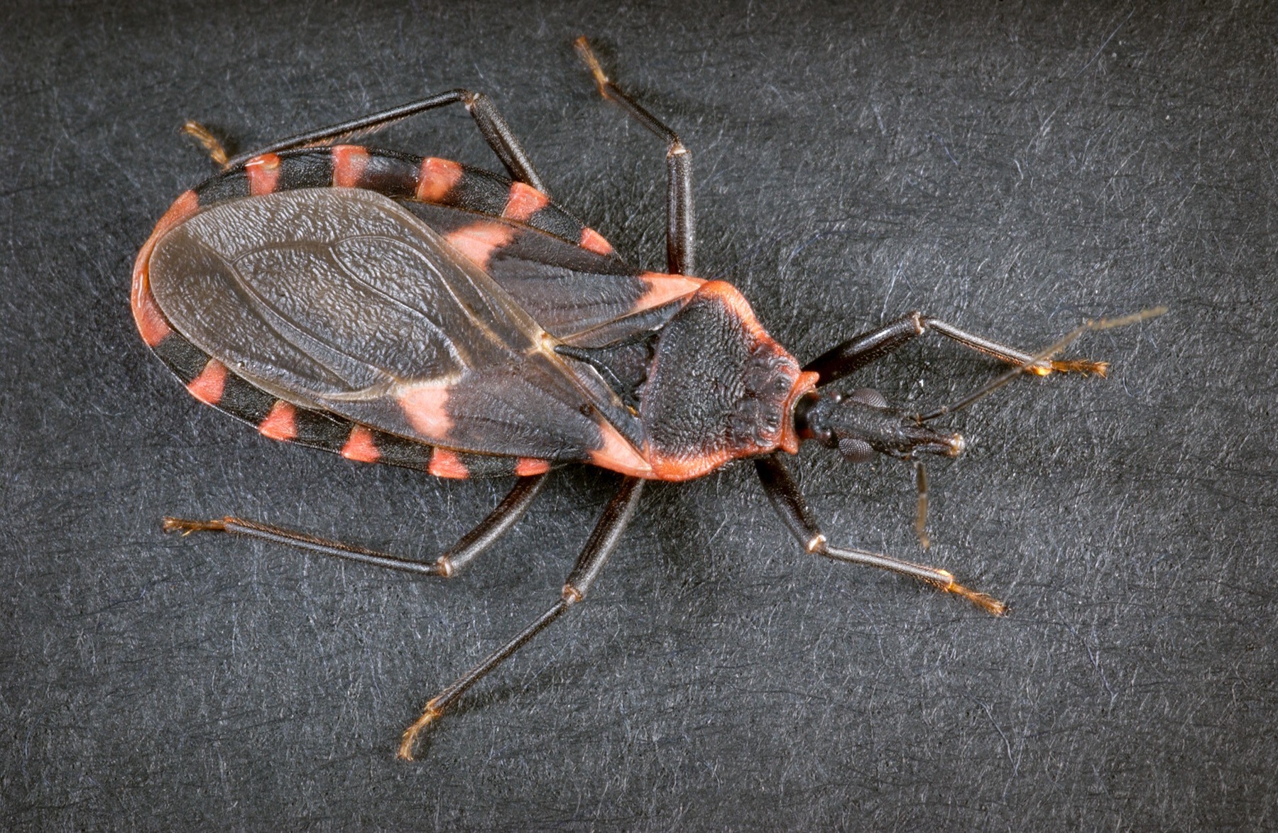 Chagas Disease Kissing Bug