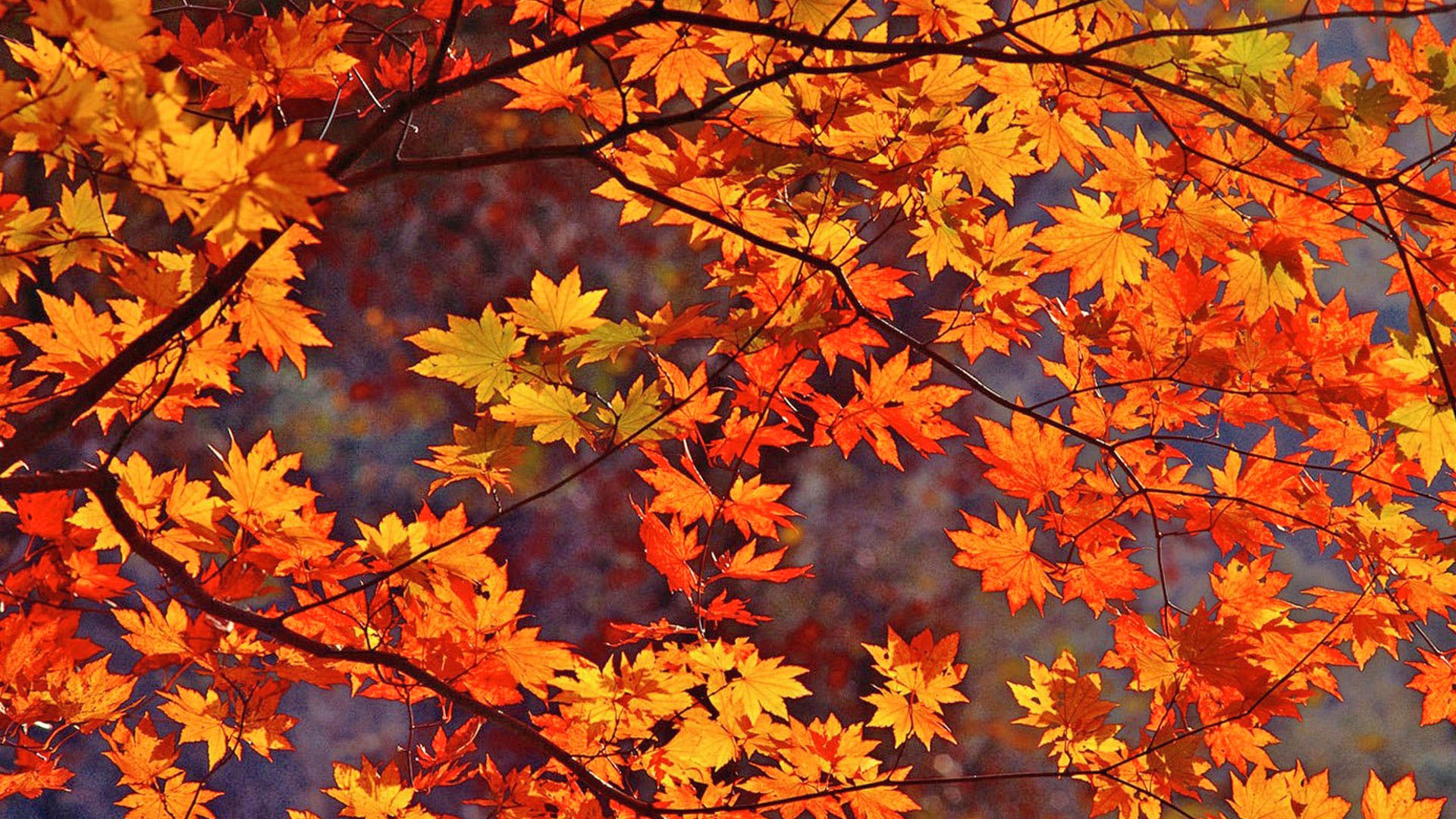 Fall Leaves Falling Wallpaper