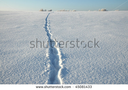 Footsteps Snow Woods