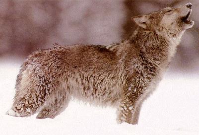 Google Images Wolves Google Images Wolves