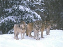Pack of Wolves Pack of Wolves
