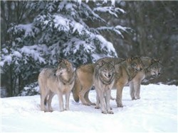 Pack of Wolves