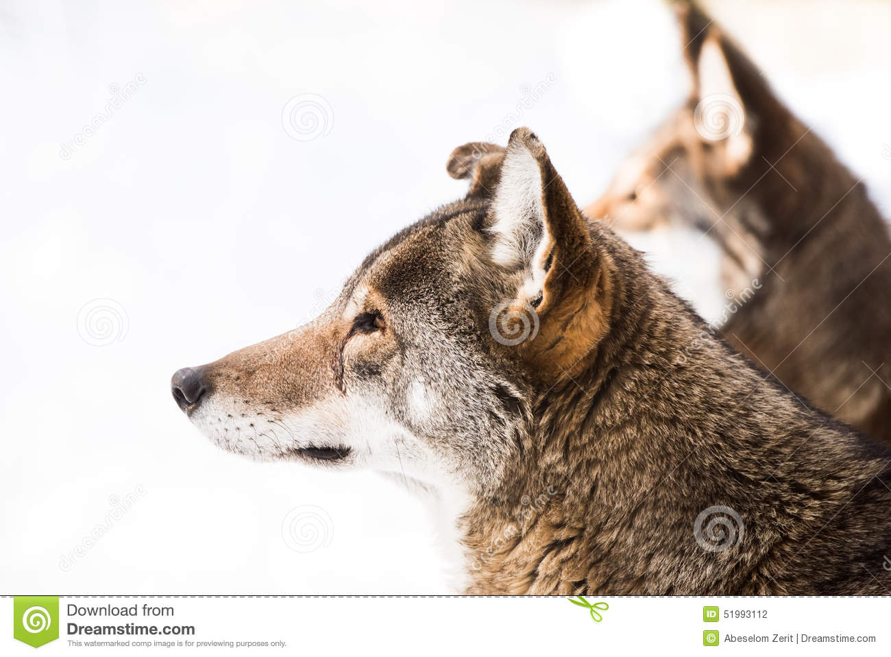 Red Wolf Pair