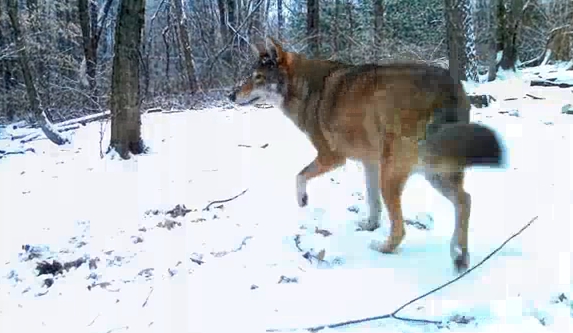 Where Red Wolves Live Where Red Wolves Live