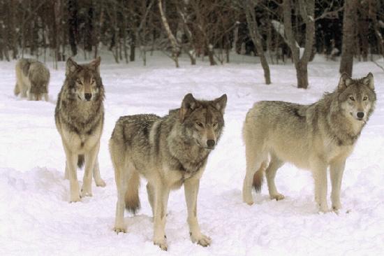Wolves Pack Wolves Pack