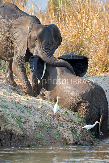 A African Elephants at Watering Hole