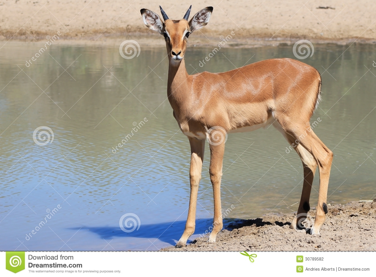 African Animals at the Watering Hole