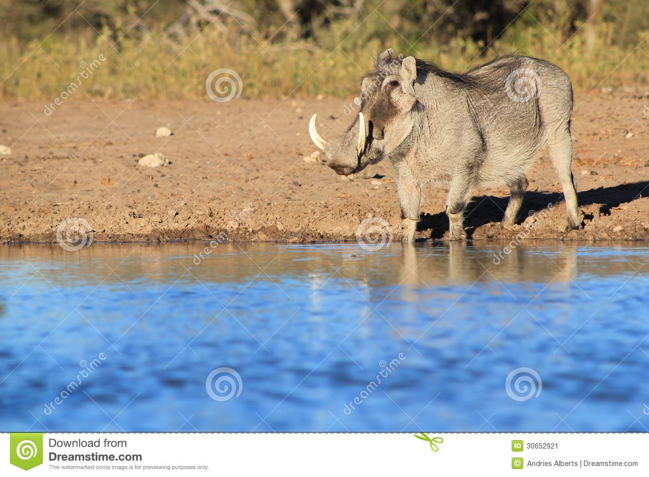 African Animals at Watering Hole